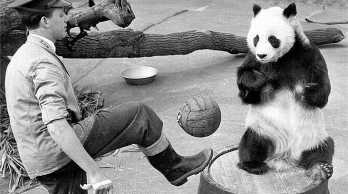 Panda-Fußball: 1598758_FULL-LND (c) Getty Images - Quelle: http://de.fifa.com/newscentre/features/news/newsid=1598896/index.html